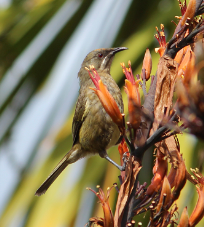 Female bellbird