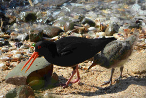 Oyster catcher with chick