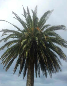 phoenix palm