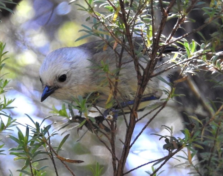 Pōpokotea (whitehead) translocation