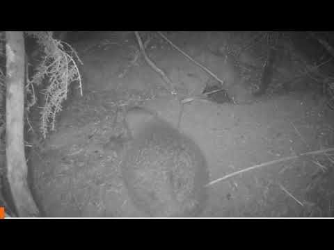 Little Spotted Kiwi…